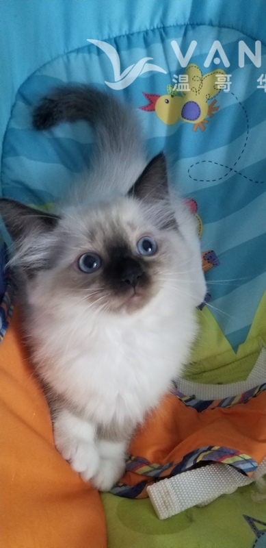 2个半月布偶妹妹