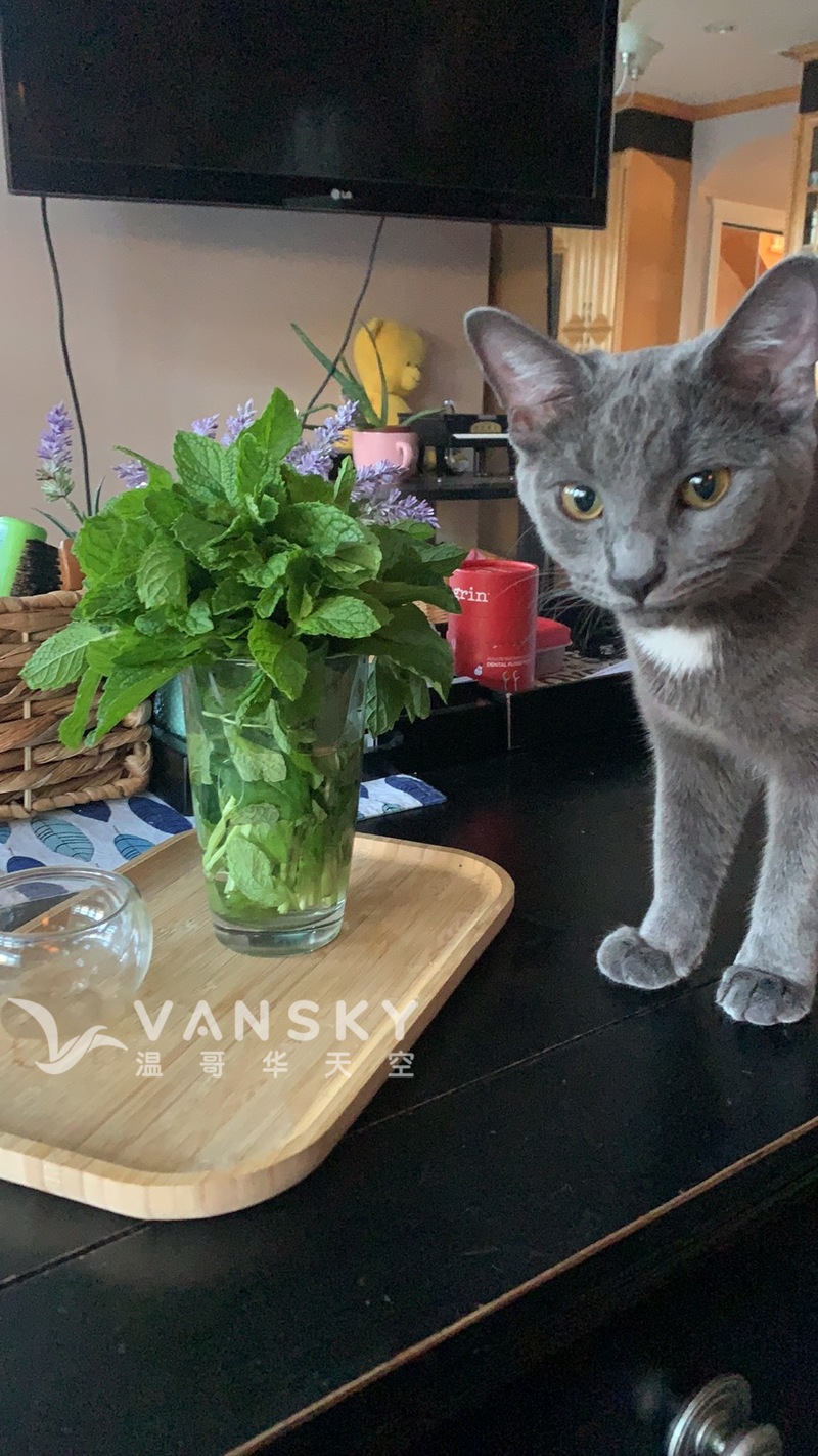 六个月大Russian blue猫咪求领养