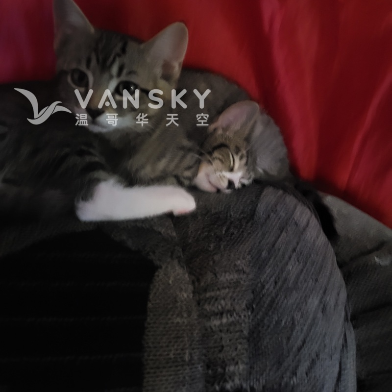 兩隻五個月大小貓咪