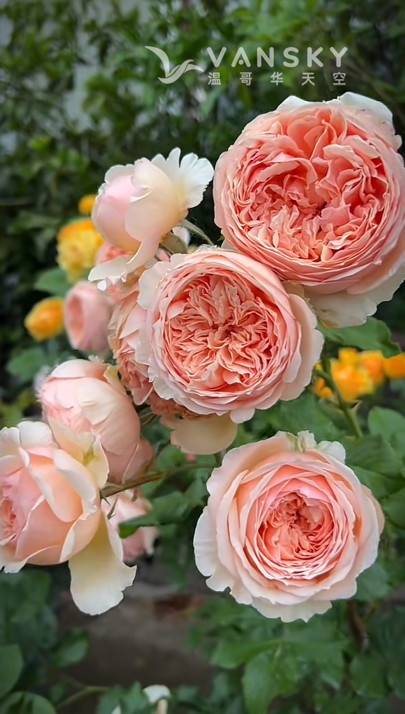 出稀有月季$8-12，蓝色阴雨、真宙、绒球门廊、龙沙宝石