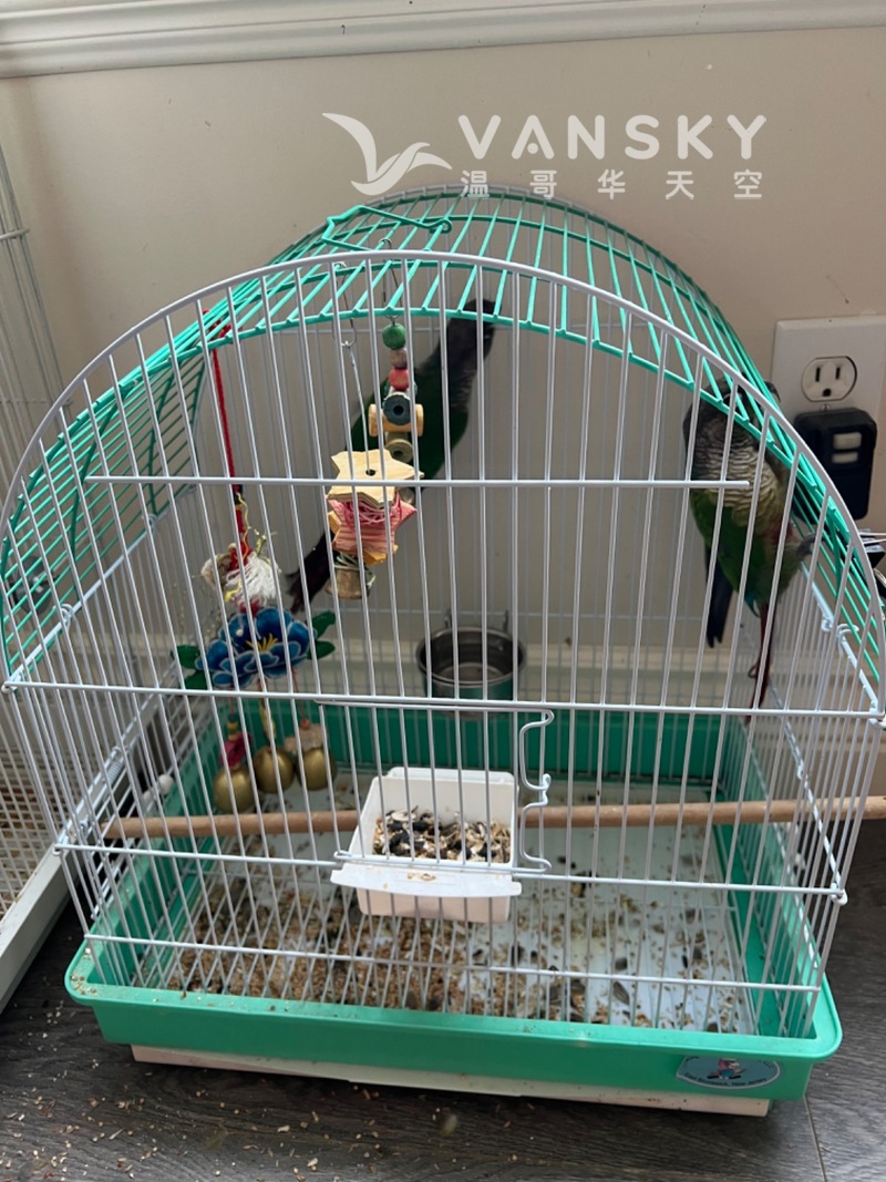 两只宠物鸟送笼子