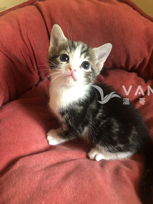 超可愛小猫宝宝找新主人
