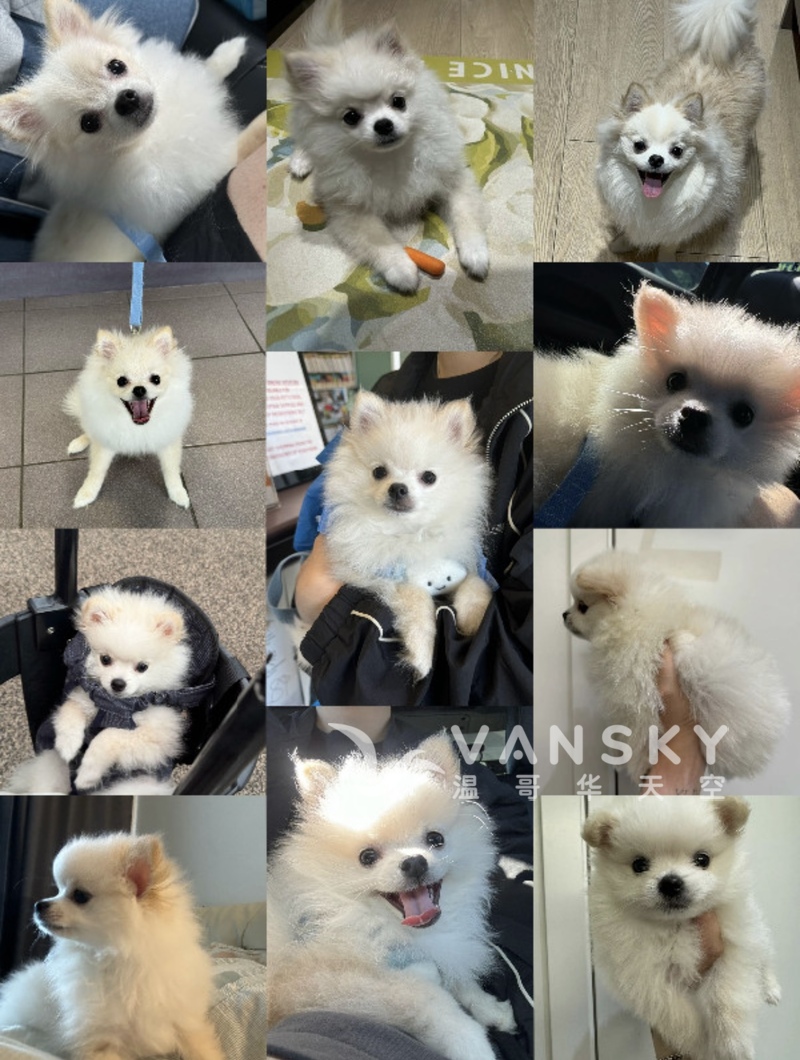 奶油色男博美男孩