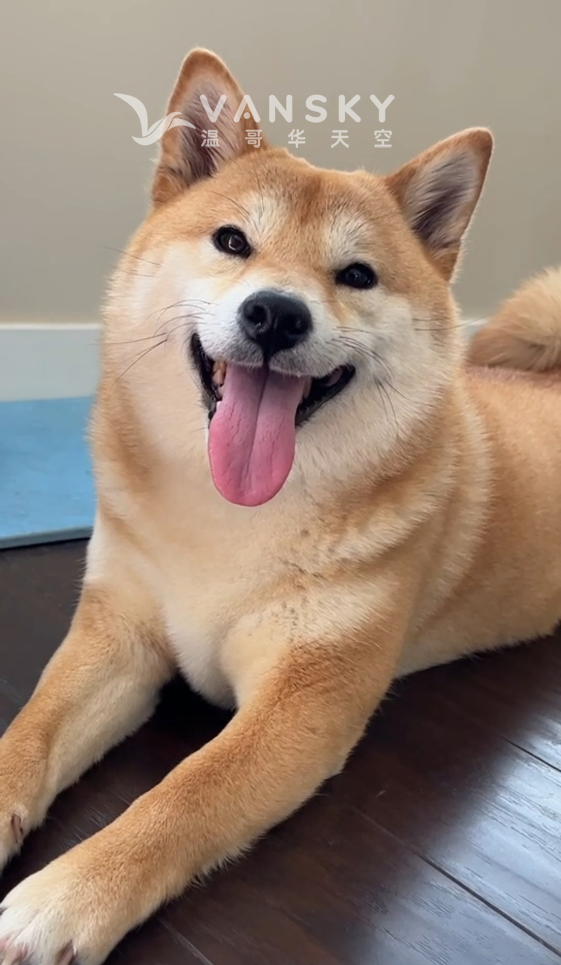 给我家纯种小豆柴找男朋友