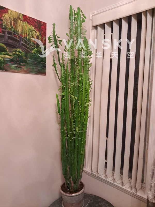 室內仙人掌高約1米5