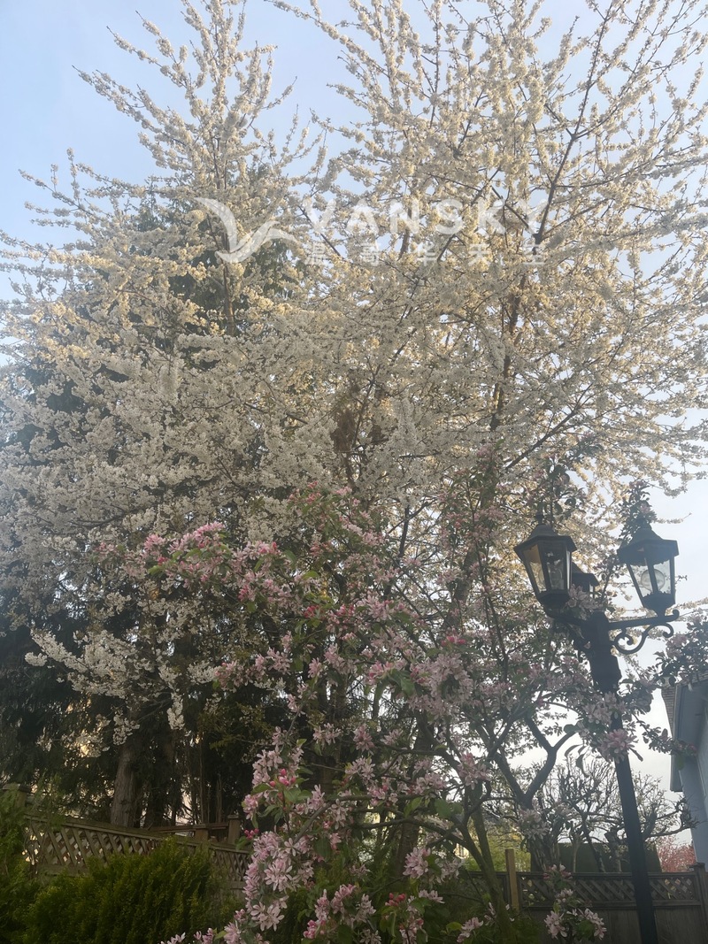 列治文别墅独立进出一室一卫出租