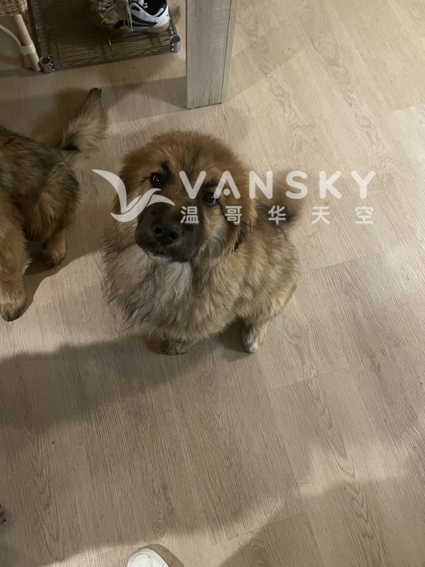 寻找爱心人士领养小狗