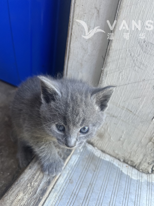 可爱小猫咪找主人