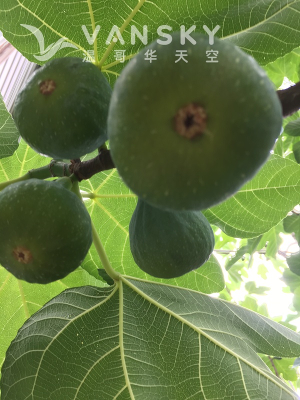 卖意大利青皮无花果