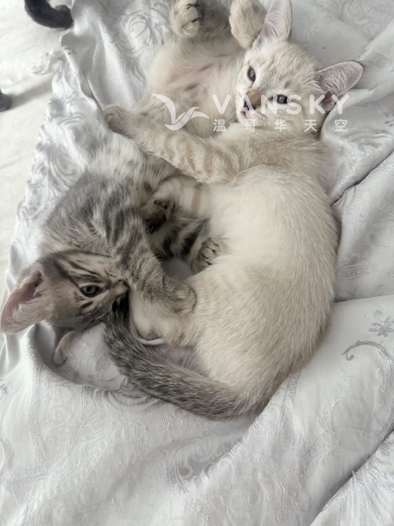 四只可爱小猫 罕见白色金纹