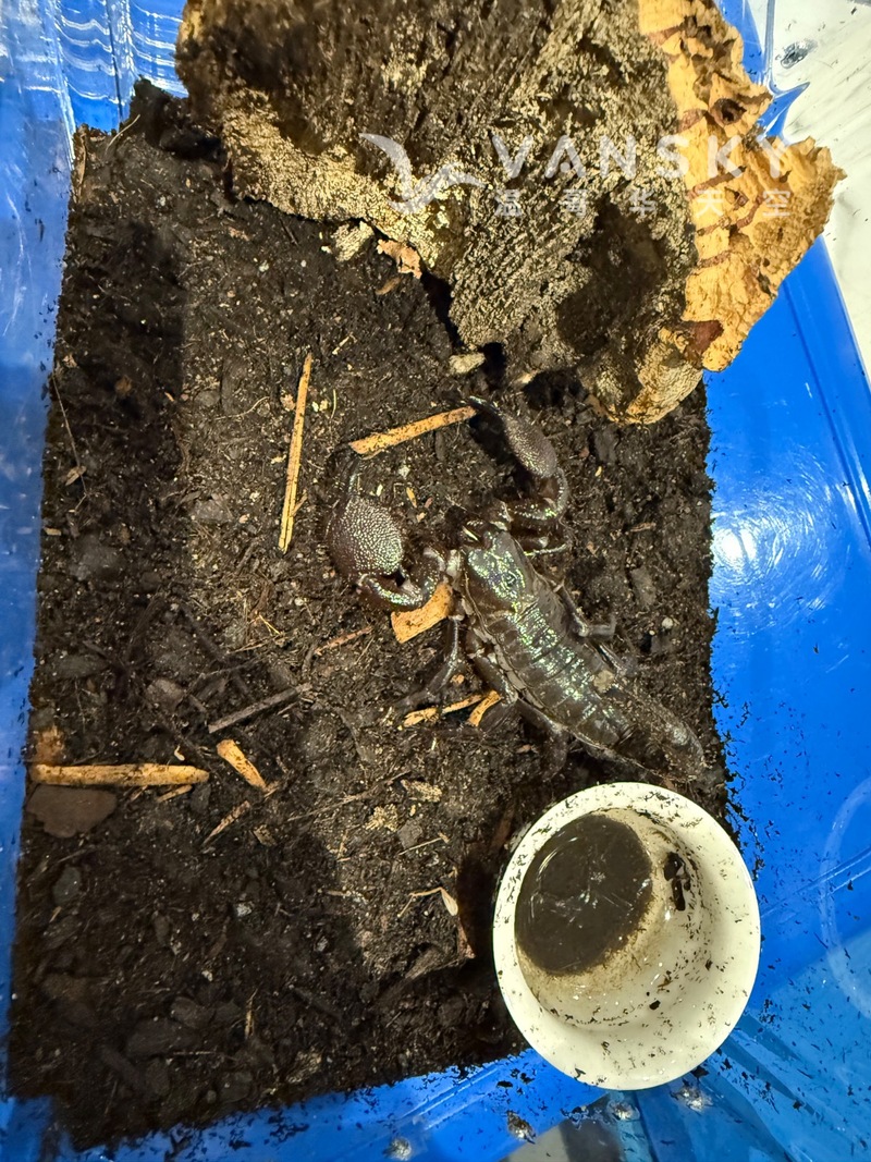 出帝王蝎和红腹狼蛛