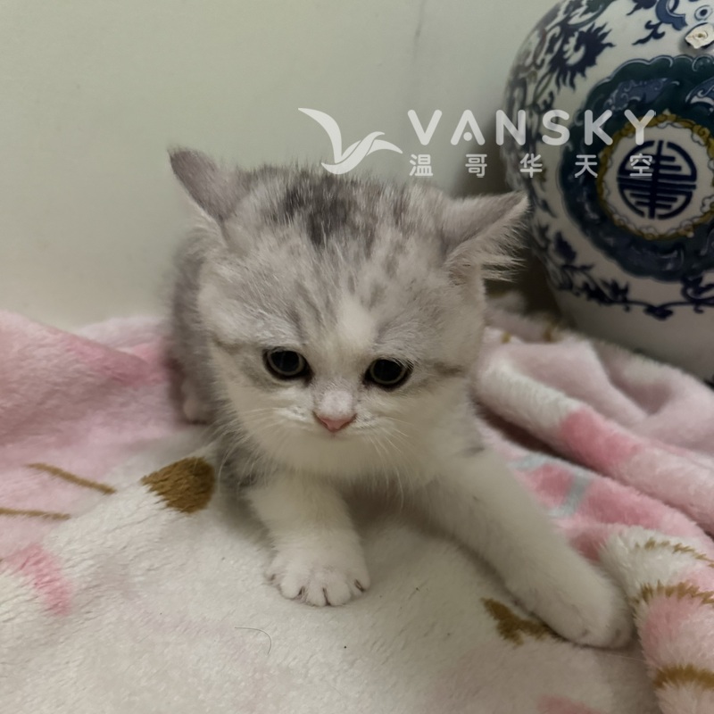 大包子脸大眼睛斑马纹小花猫满两个月了