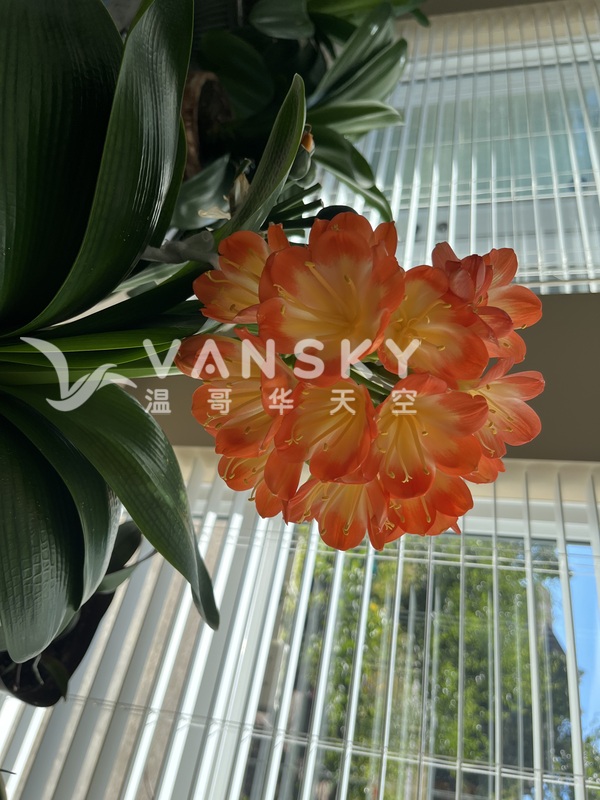 短叶彩兰花苗，短叶君之兰花