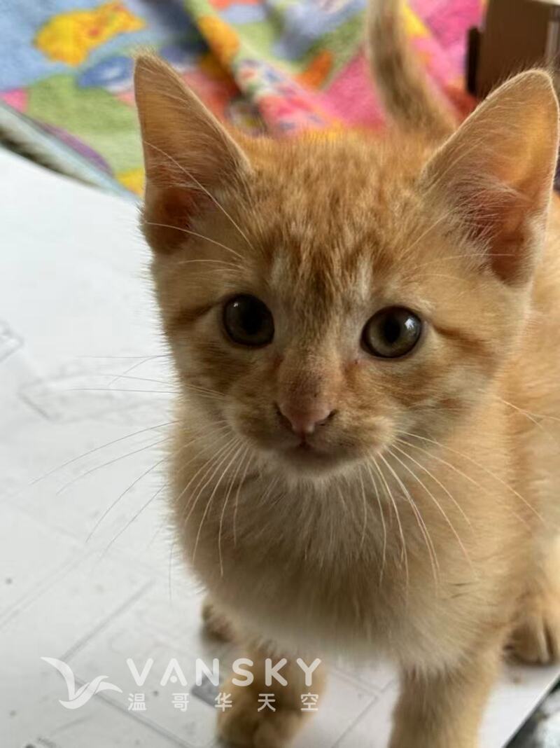 1岁3个月的猫咪找新家