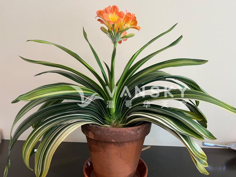 短叶彩兰苗君子兰苗