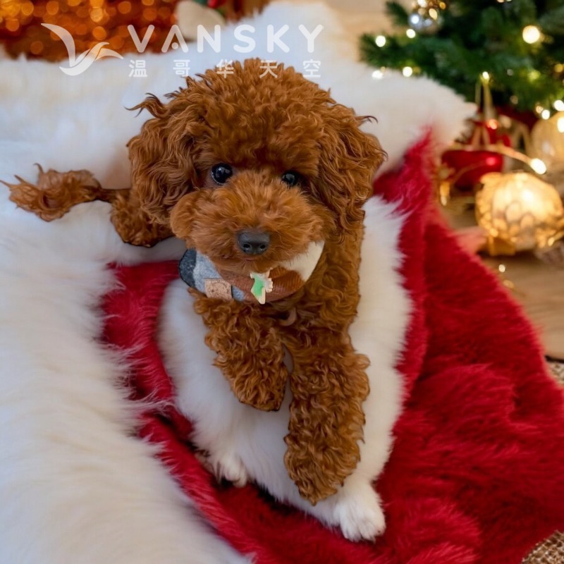 自家狗妈妈生的红色泰迪，二个月大找新家