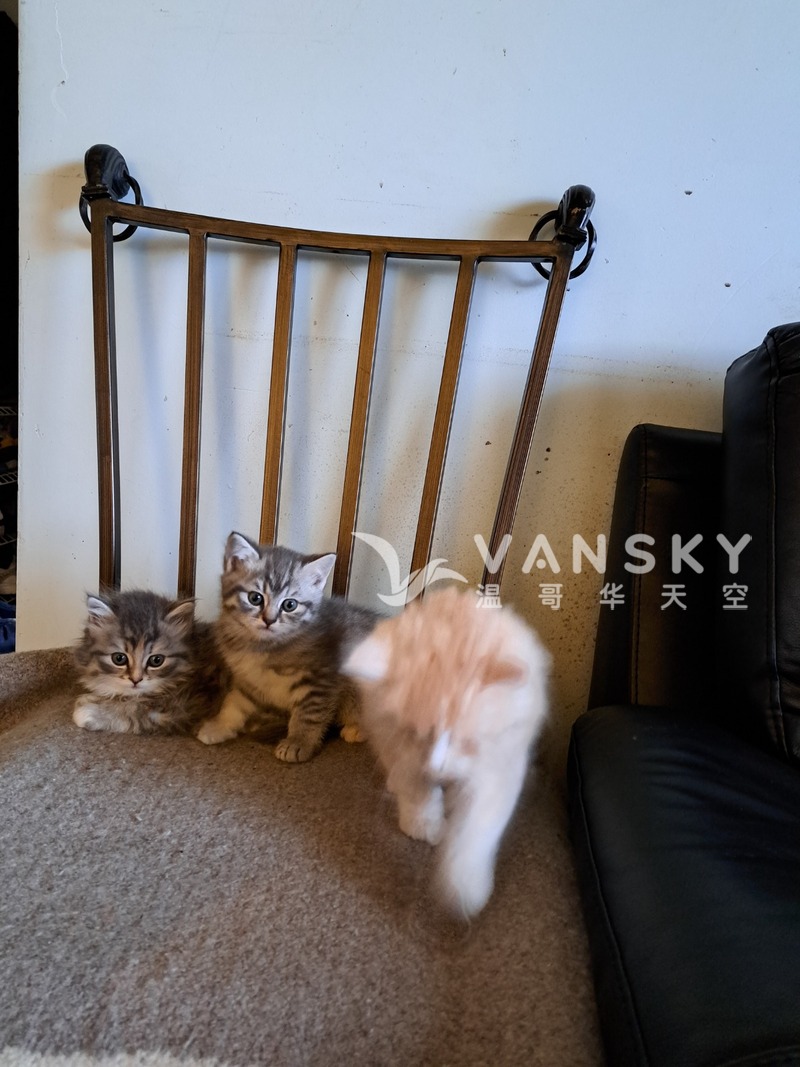 健康可爱小猫咪