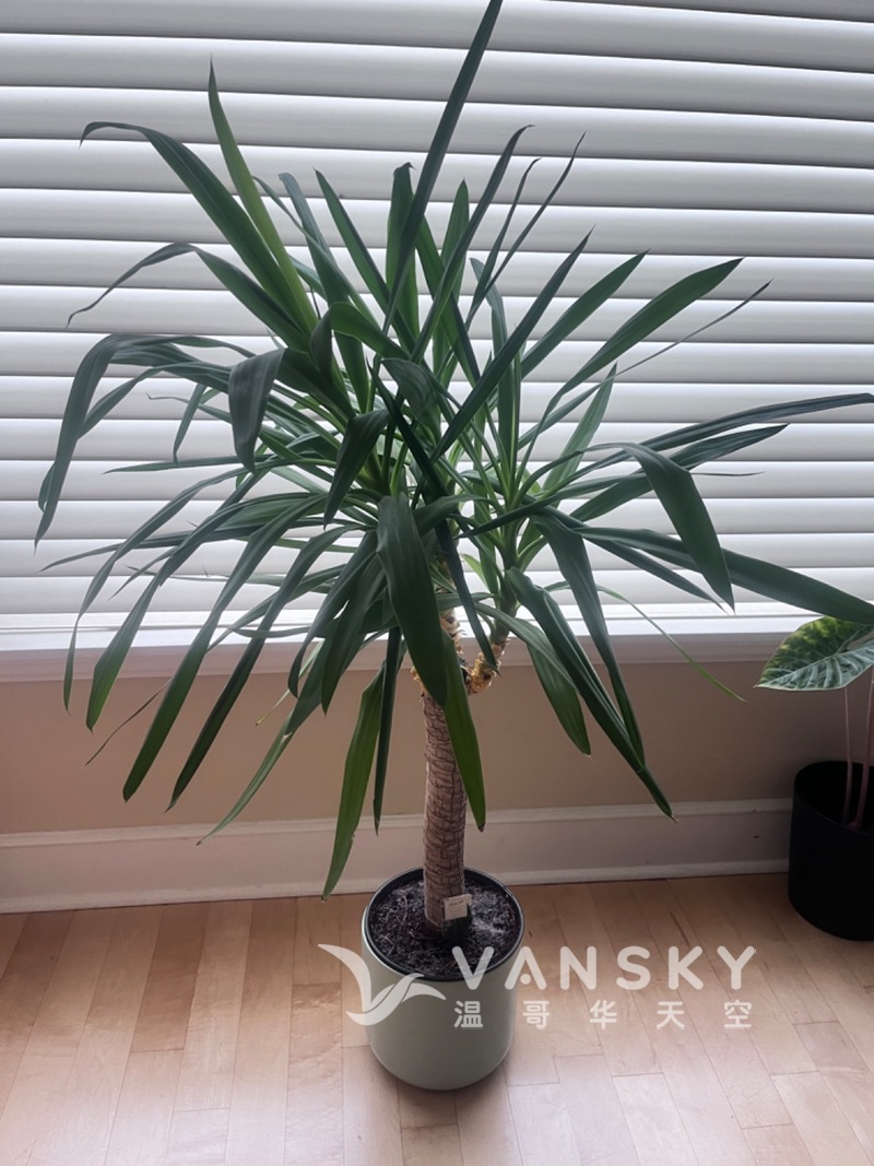 各种尺寸鱼缸笼子绿植