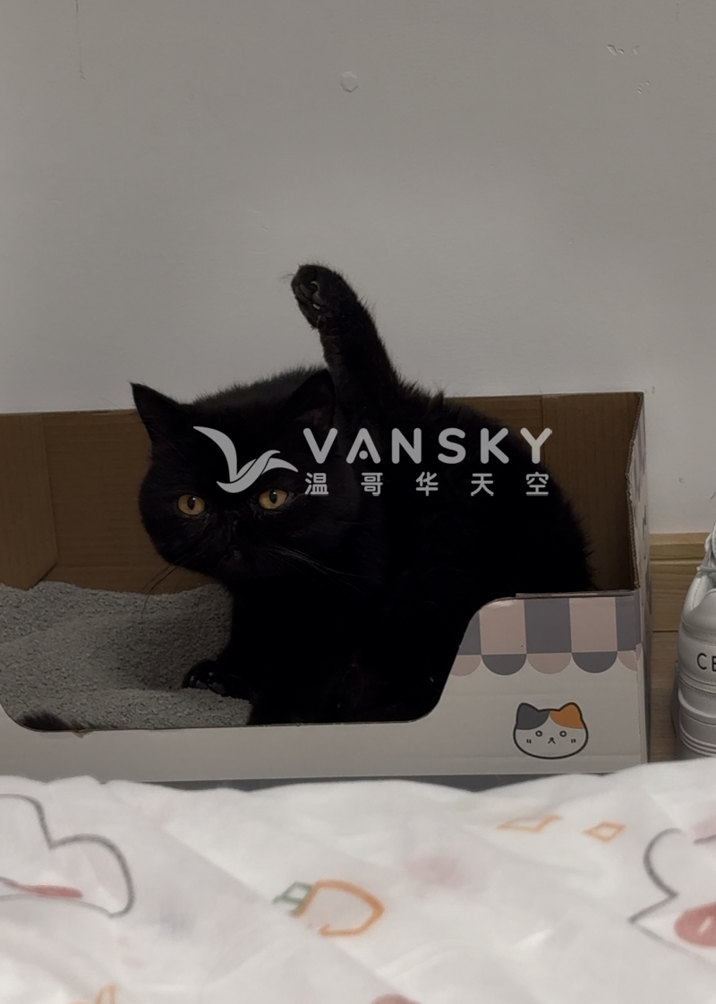 一岁小加菲弟弟 找一个好妈妈 免费领养需要负责人家庭