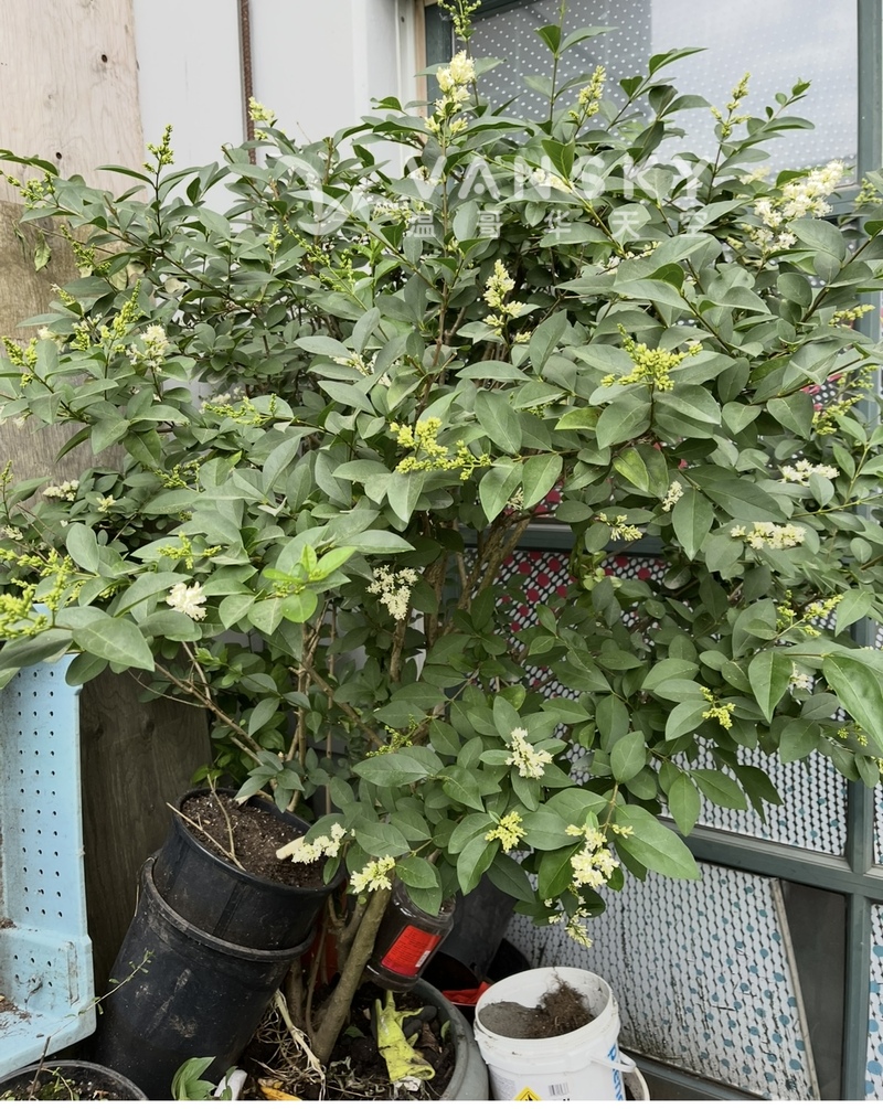 冬天不落叶树，红枫叶，米仔兰