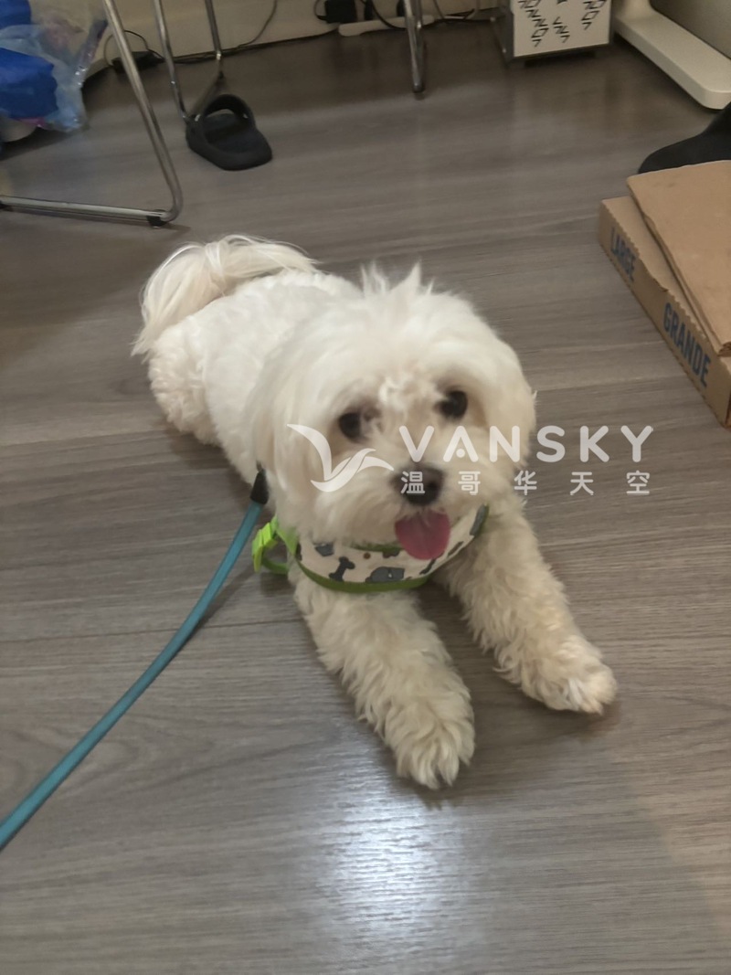 5岁马尔济斯找新家