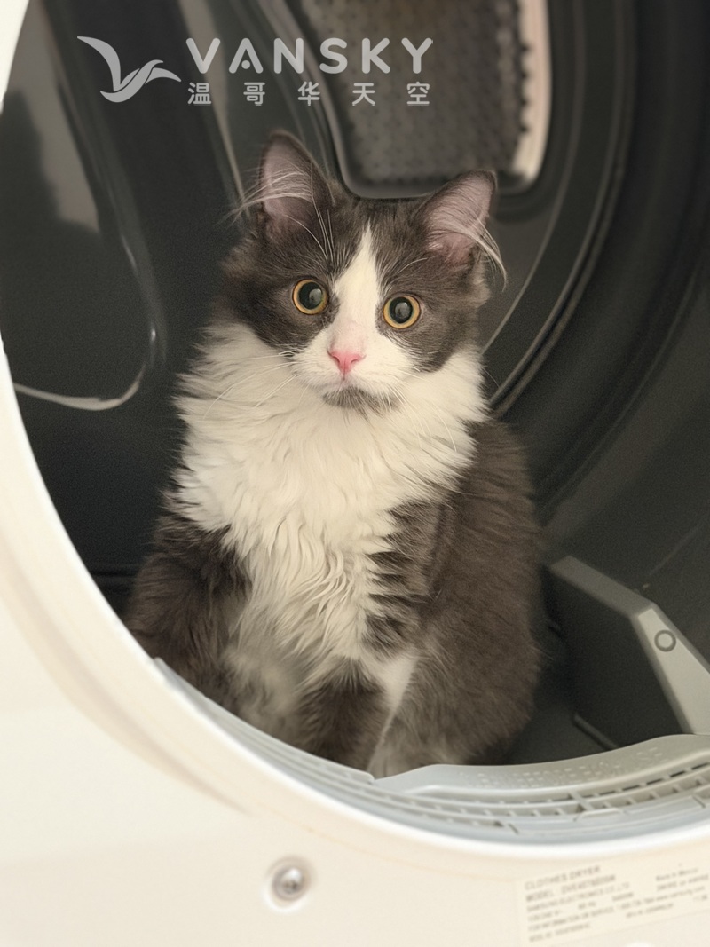 7个月超粘人弟弟找家