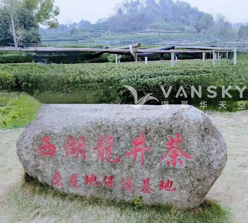 转让今年刚采摘的明前龙井茶