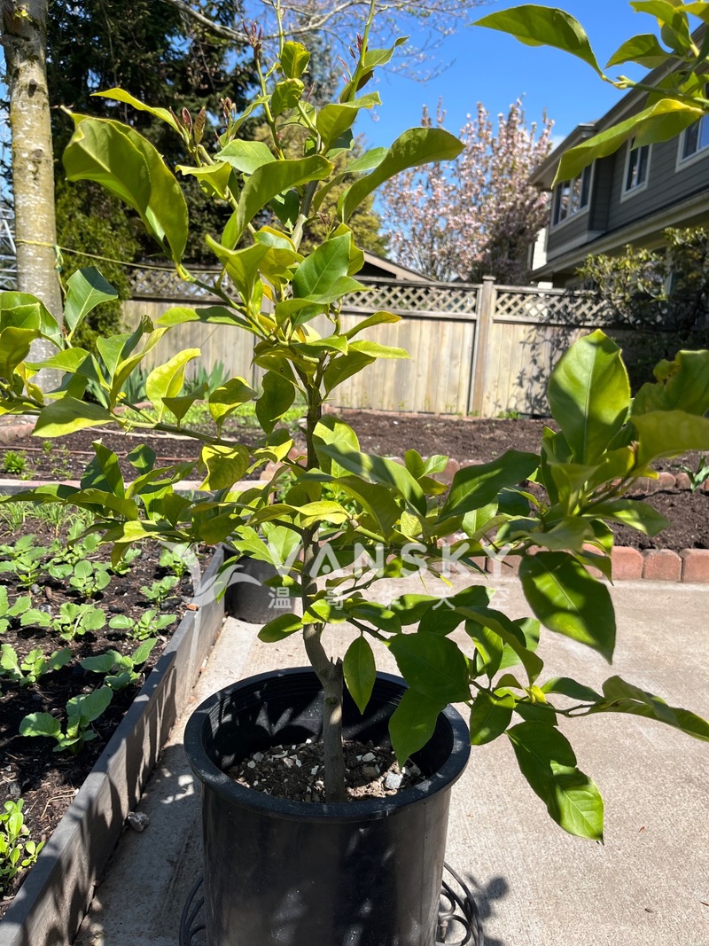 富贵柿子树，黄柠檬树