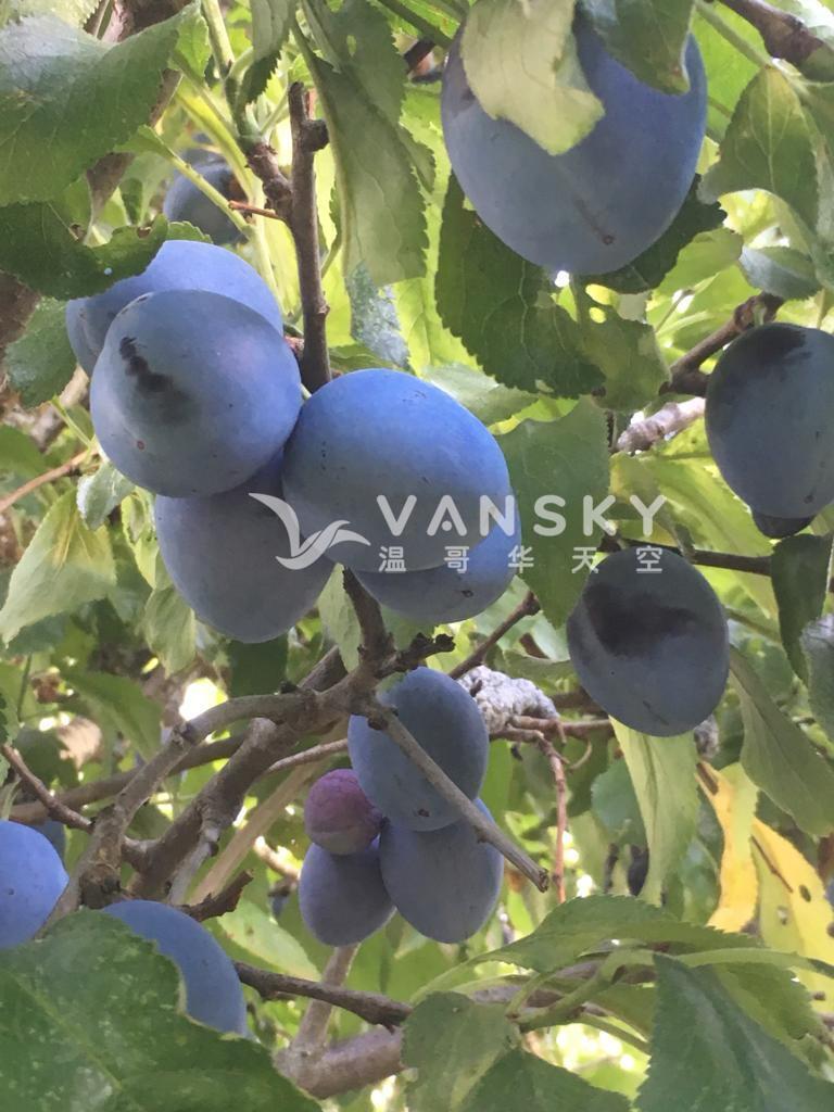 260430190132_plum.jpg
