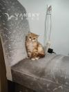 双血统金渐层奶猫找家长，求富养的小奶包