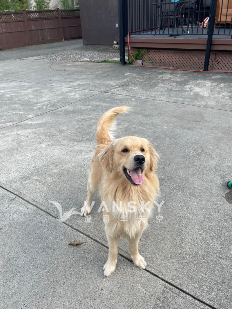 一岁半金毛寻找新主人