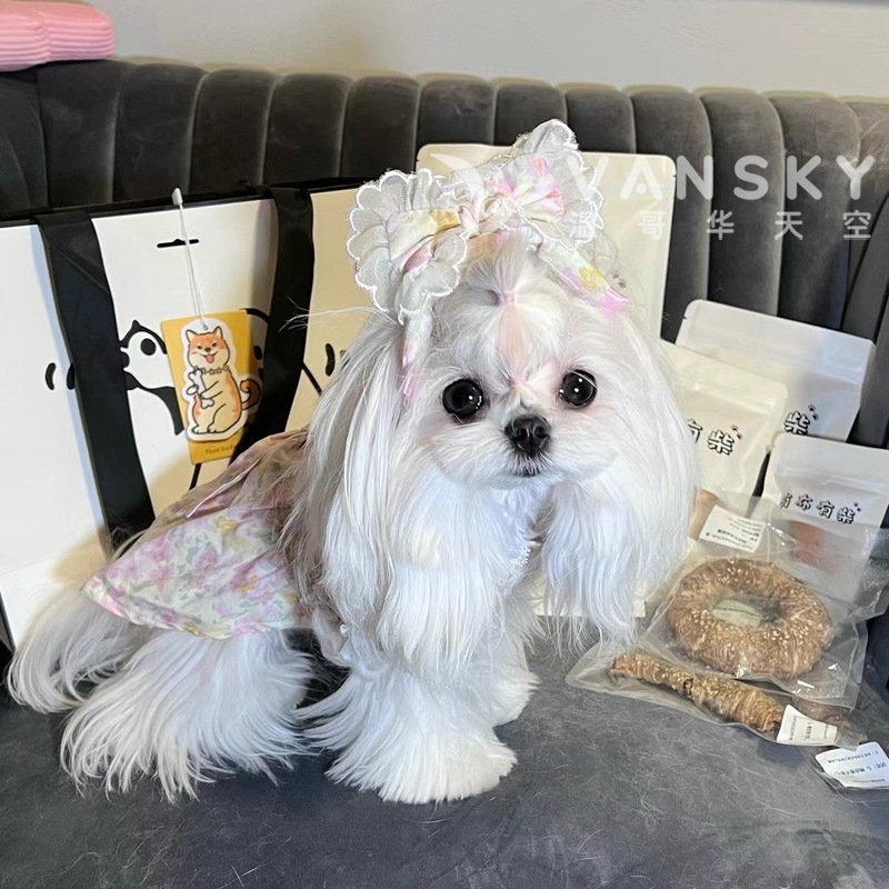 精品韩版小体马尔济斯找新家