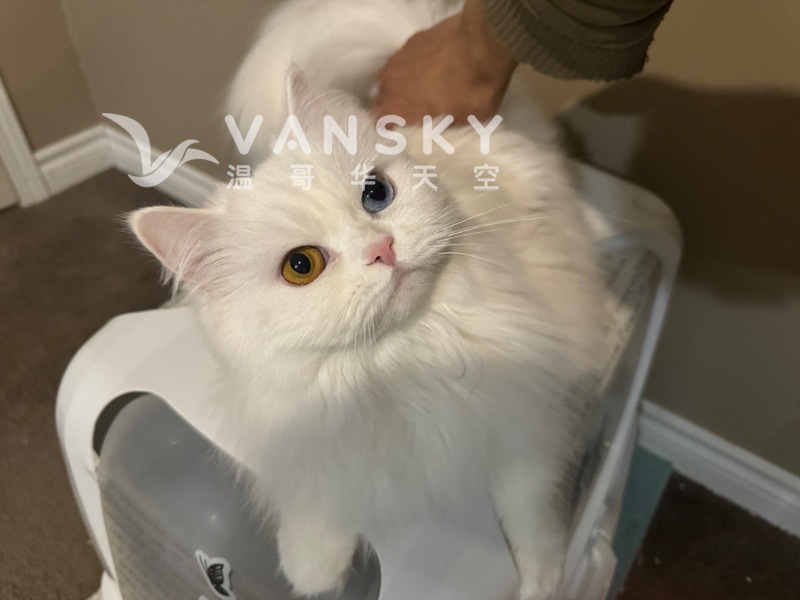 四岁异瞳狮子猫