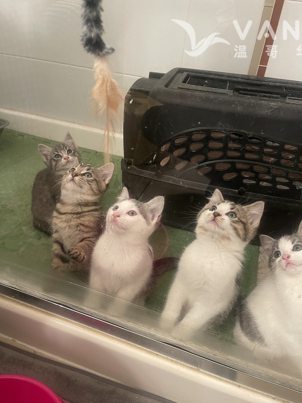 出生 两个月十五天小猫   等有爱心人收养