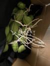卖合掌瓜/佛手瓜苗，$10/三棵