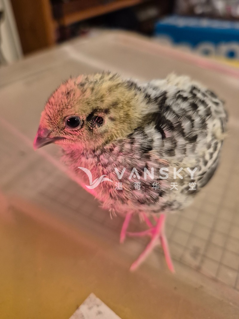 小鹌鹑和鹌鹑蛋