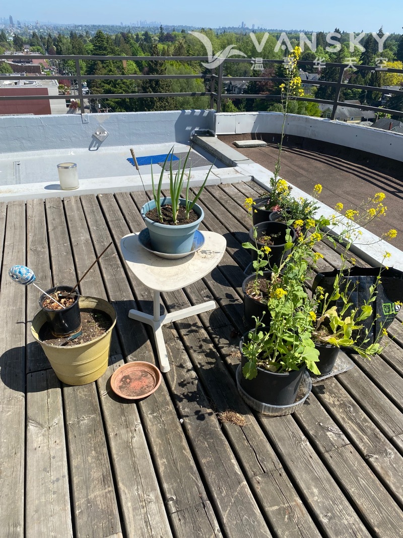 露台带种植土花盆白架子免费1