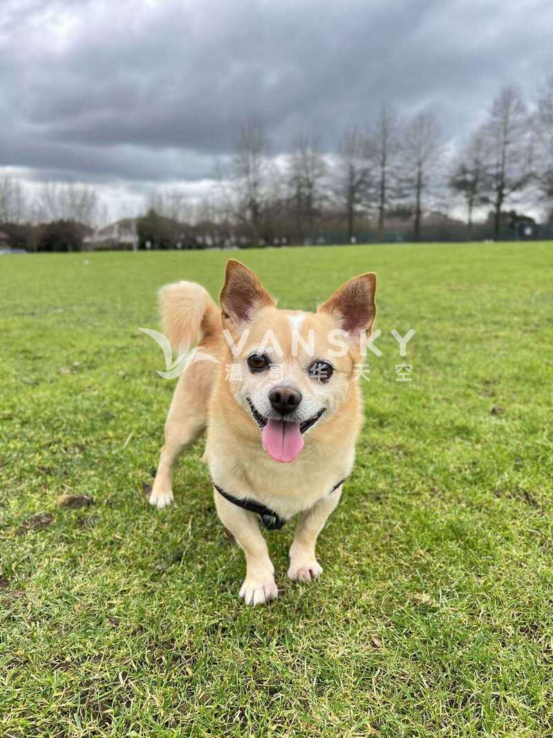 帅气狗狗想找个老婆