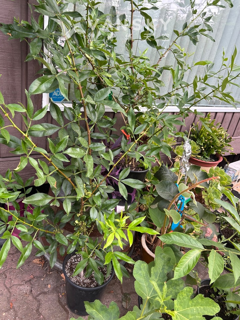 出售一个花椒树